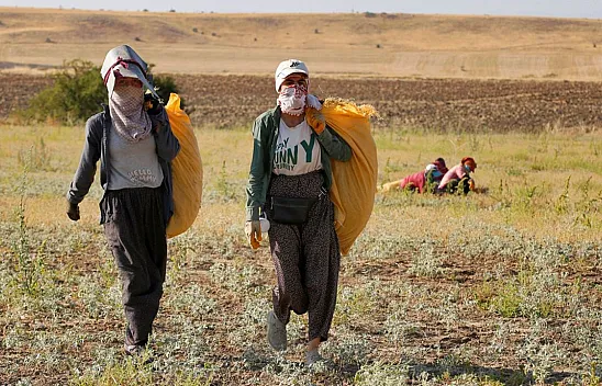 Kadınların bunaltıcı sıcakta çörek otu mesaisi