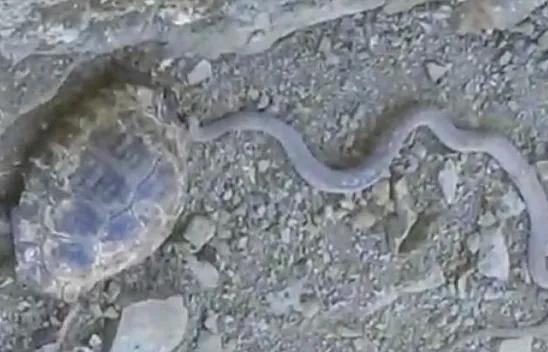 Kaplumbağanın yol arkadaşı değişti