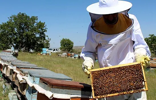 Kar yağışı arıcıları da sevindirdi, verimli bir sezon bekleniyor