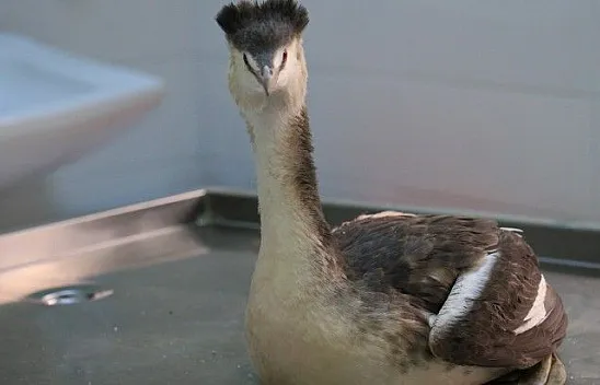 Karabatak kuşu tedavi altına alındı