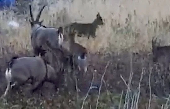 Kara Leylek Kanyonu çevresinde yaban keçi sürüsü görüntülendi
