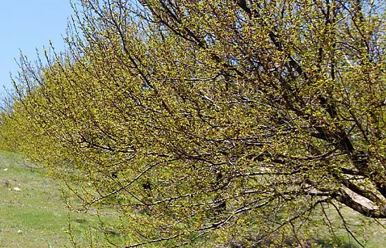 Kayısıyı don vurdu