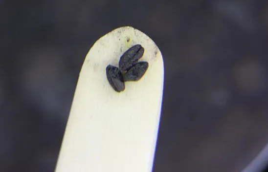 Kazıda bulumuştu, tam 4 bin 500 yıllık çıktı