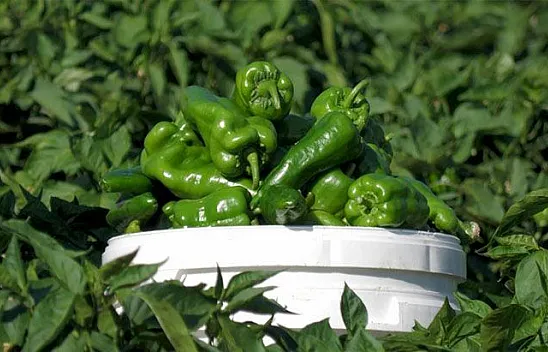 Keban biberinde hasat başladı