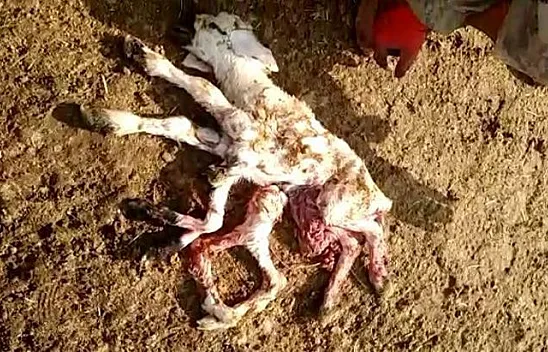 Keban'da 8 ayaklı kuzu doğdu