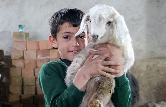 Keçi üçüz doğurdu