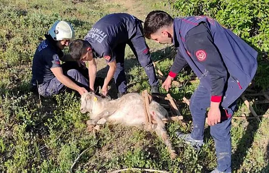 Keçinin yardımına itfaiye yetişti