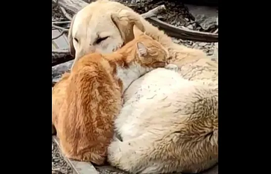 Kedi ile köpeğin sevimli dostluğu