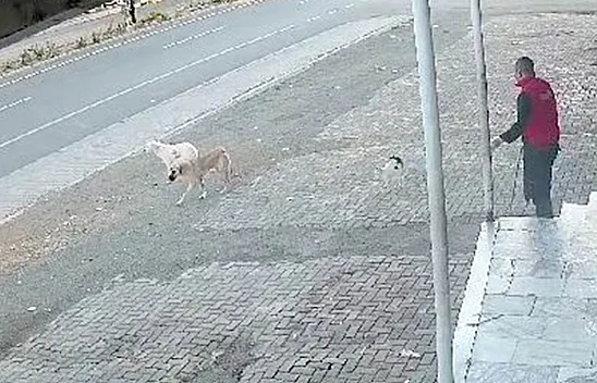Kedi, köpeğe kafa tuttu