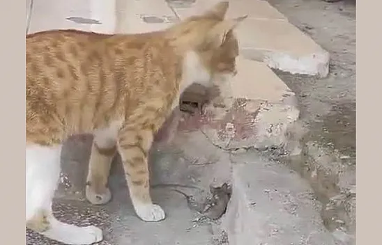 Kediye yem olmak istemeyen fare ölü taklidi yaptı