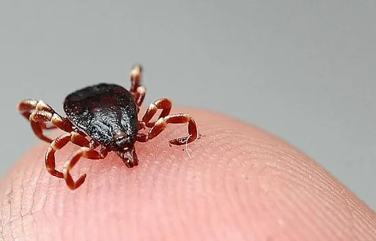 Keneden iki ölüm daha