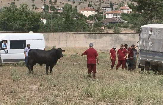 Kesimhaneden kaçan boğa ortalığı birbirine kattı!