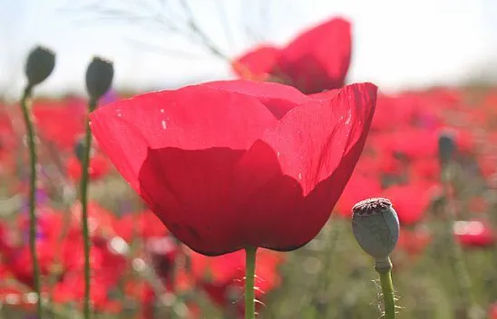 Kırmızı görüntüsü ile gelinciklerin görsel şöleni