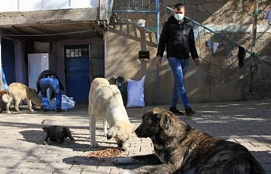 Kış geldi, sokak hayvanları muhtara kaldı