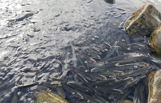 Kıyıda kalan çok sayıda balık yine telef oldu