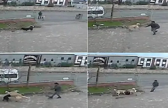 Köpeğe, köpekle işkence anı kamerada