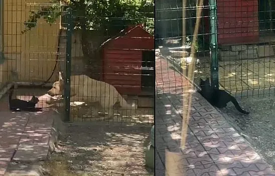 Köpek kulübesine davetsiz misafir