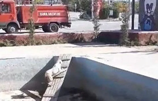 Köpek kurtarma operasyonu gülümsetti