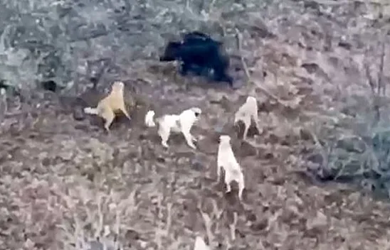 Köpekler kovaladı, domuz kaçtı