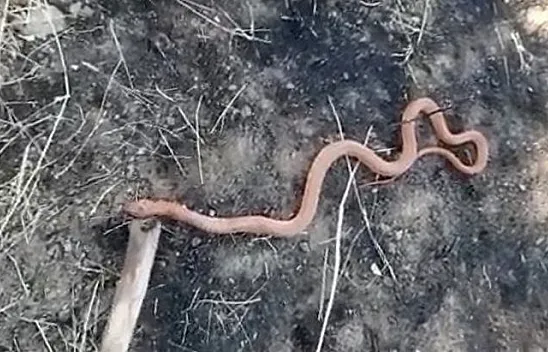 Köylülerin arasında 'yılan' diyaloğu