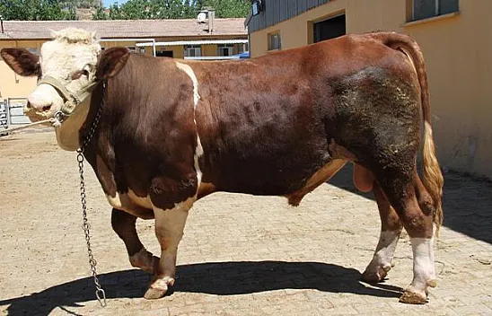 'Kral' alıcısını bekliyor