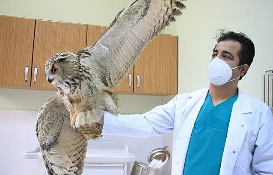 Kulaklı Orman Baykuşu tedavi altına alındı