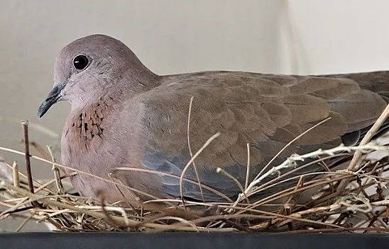 Kuluçkaya yatan kumruya gözü gibi bakıyor