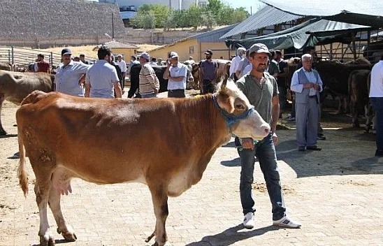 Kurban pazarında son gün yoğunluğu
