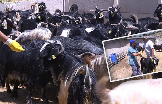 Kurbanlıklar görücüye çıktı