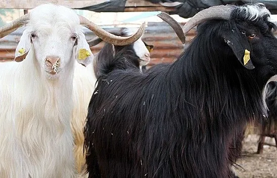 Kurbanlıklar pazara indi