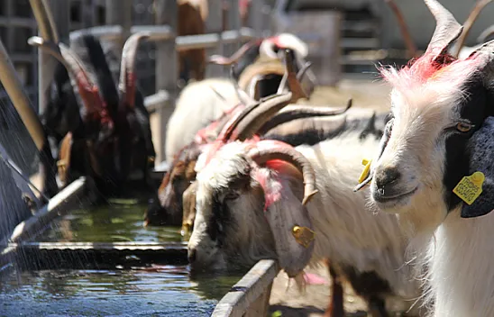 Kurbanlıklar pazara indi