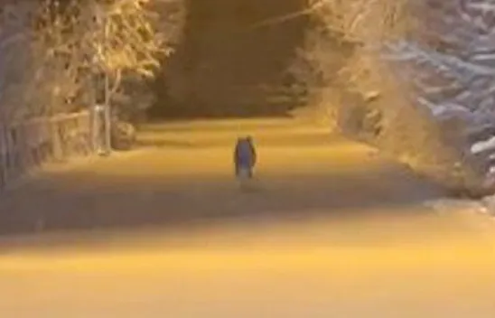 Kurt, ilçe merkezine indi