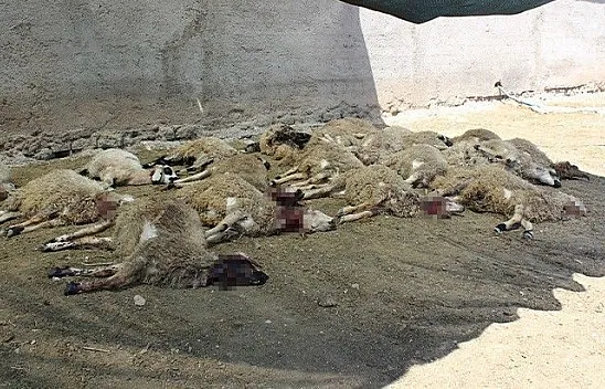 Kurt sürüsü ahırdaki koyunlara saldırdı