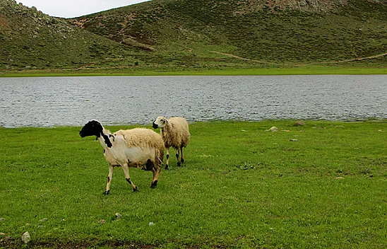 Kuruyan Bervi Gölü yağışlarla yeniden canlandı