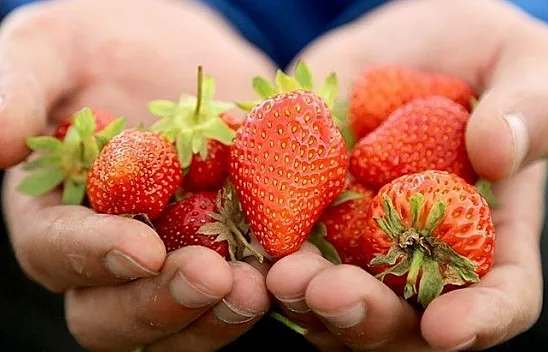 'Kuyulu Çileği'nde hasat başladı
