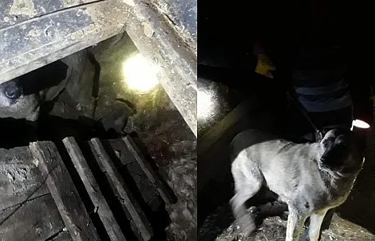 Kuyuya düşen köpek ve yavrusunu itfaiye ekipleri kurtardı