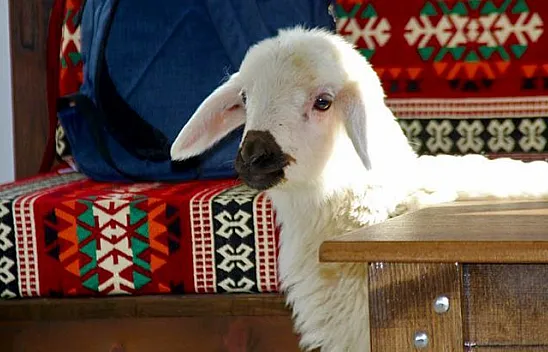 Kuzu Rıfkı'ya bebek gibi bakıyorlar