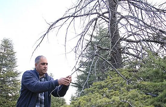 Leptoglossus Occidentalis isimli istilacı böcek Elazığ'da görüldü