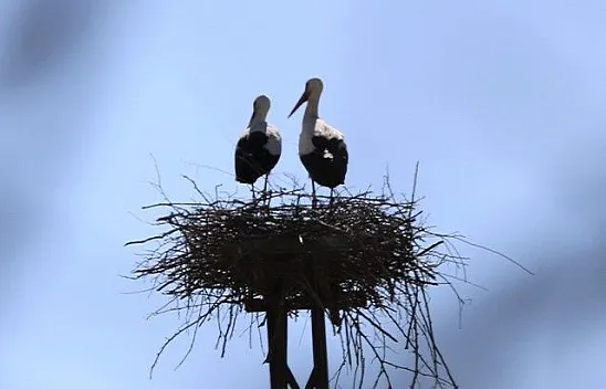 Leylekler, depremin yıktığı yuvalarını yeniden yapıyor