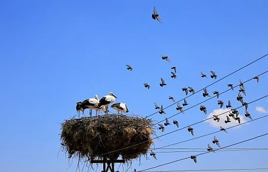 Leyleklerin yavruları büyüdü göç hazırlığı başladı