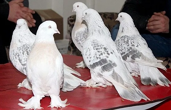 Lüks ev fiyatına güvercin