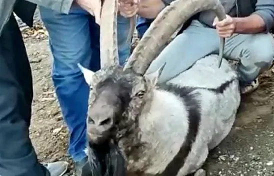 Mahalleye inen dağ keçisi tekrar doğaya bırakıldı