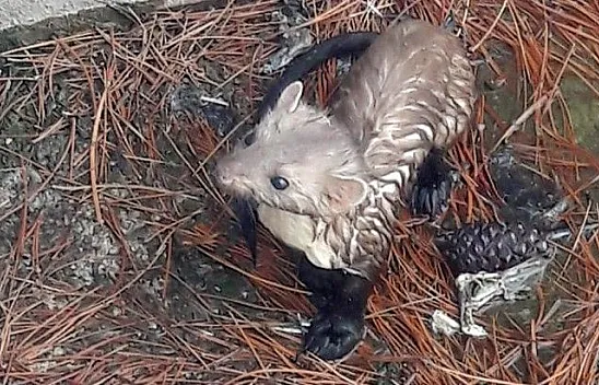 Mahsur kalan sansar kurtarıldı