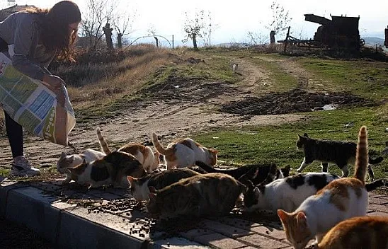 'Mama kumbarası' ile sokak hayvanlarına destek