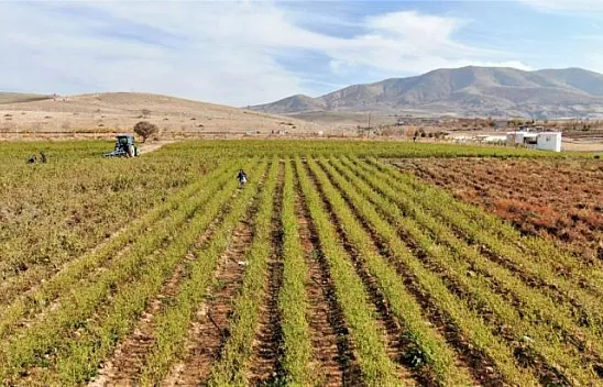 Marketlerdeki fiyata kızdı, sebze tarlasını vatandaşlara ücretsiz açtı