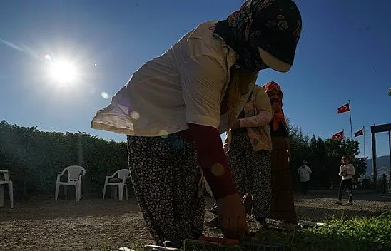 Mevsimlik işçilerin güneşin altında  zorlu mesaisi