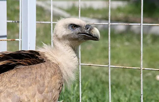 Mısır akbabası tedavi altına alındı