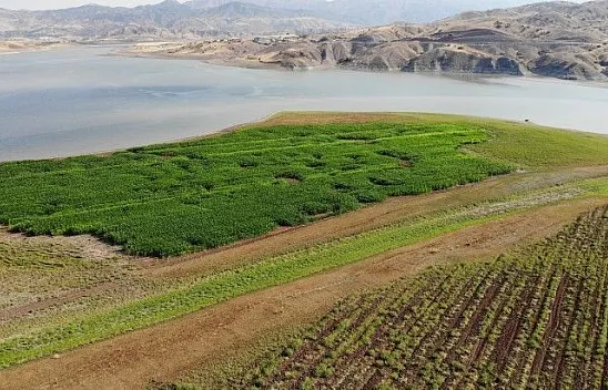 Murat Nehri'nde sular çekildi, tarım başladı