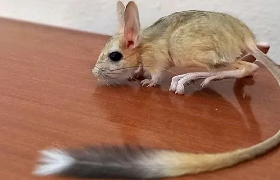 Nesli tükenmek üzere! Elazığ'da görüldü