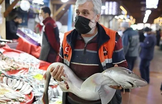 Norveç'ten getirttiği köpek balığı dikkat çekti